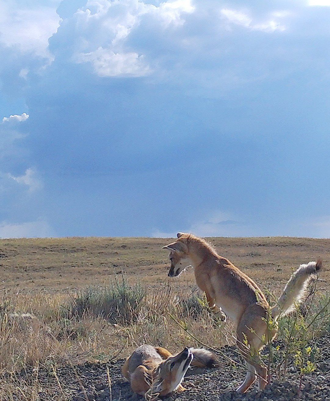 Fox play